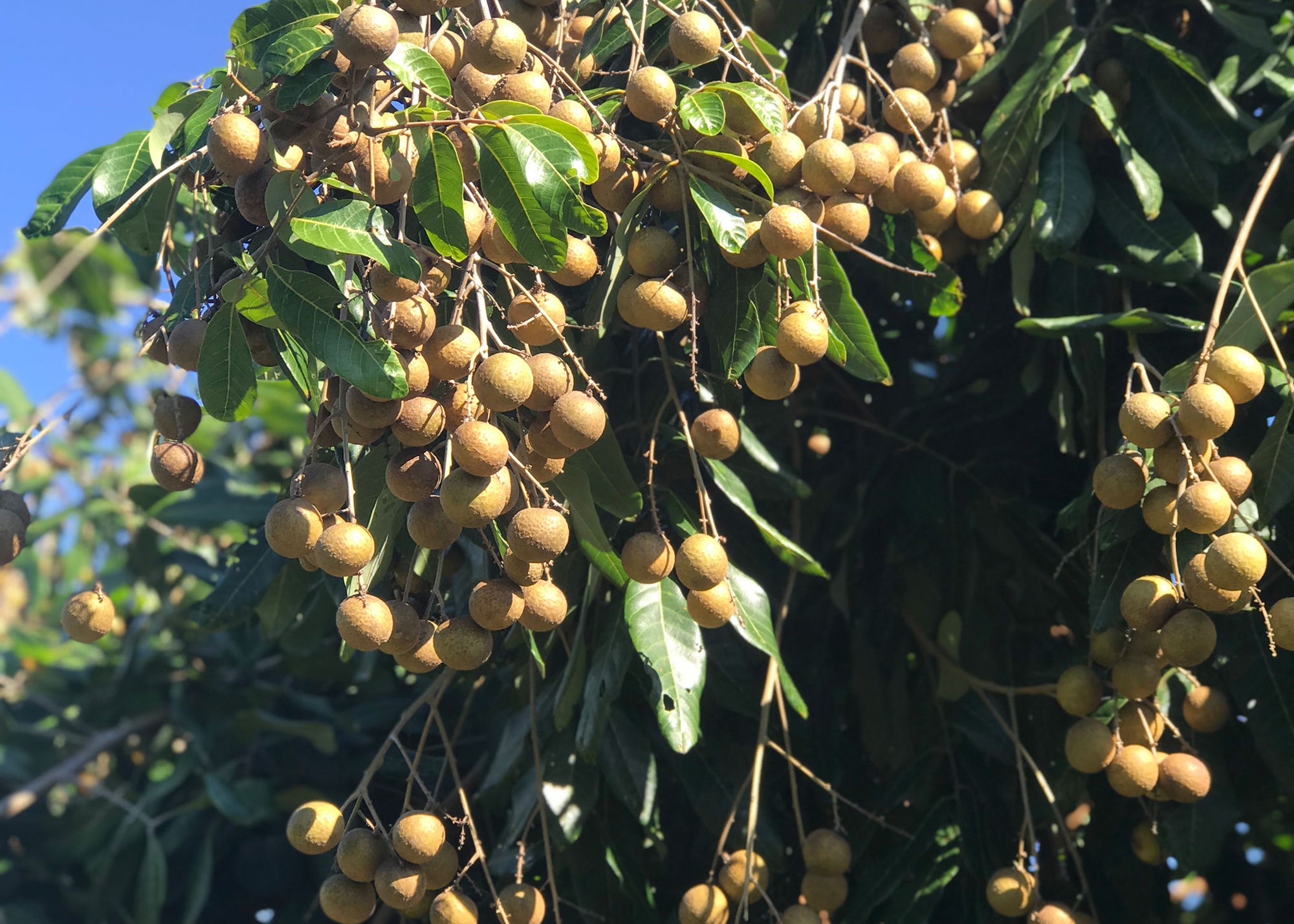 Tree with fresh, ripe longan fruit.