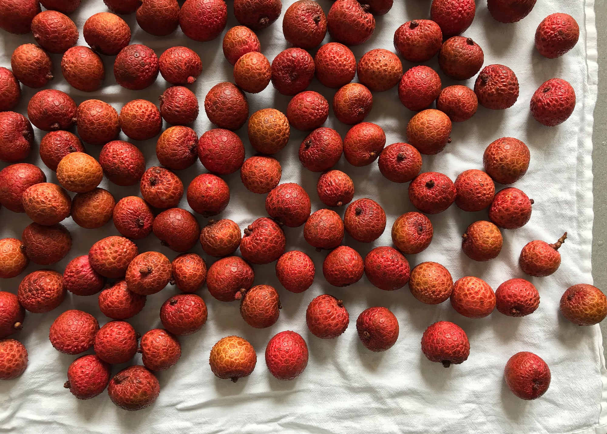 Lychee on towel, air drying after being rinsed with water.