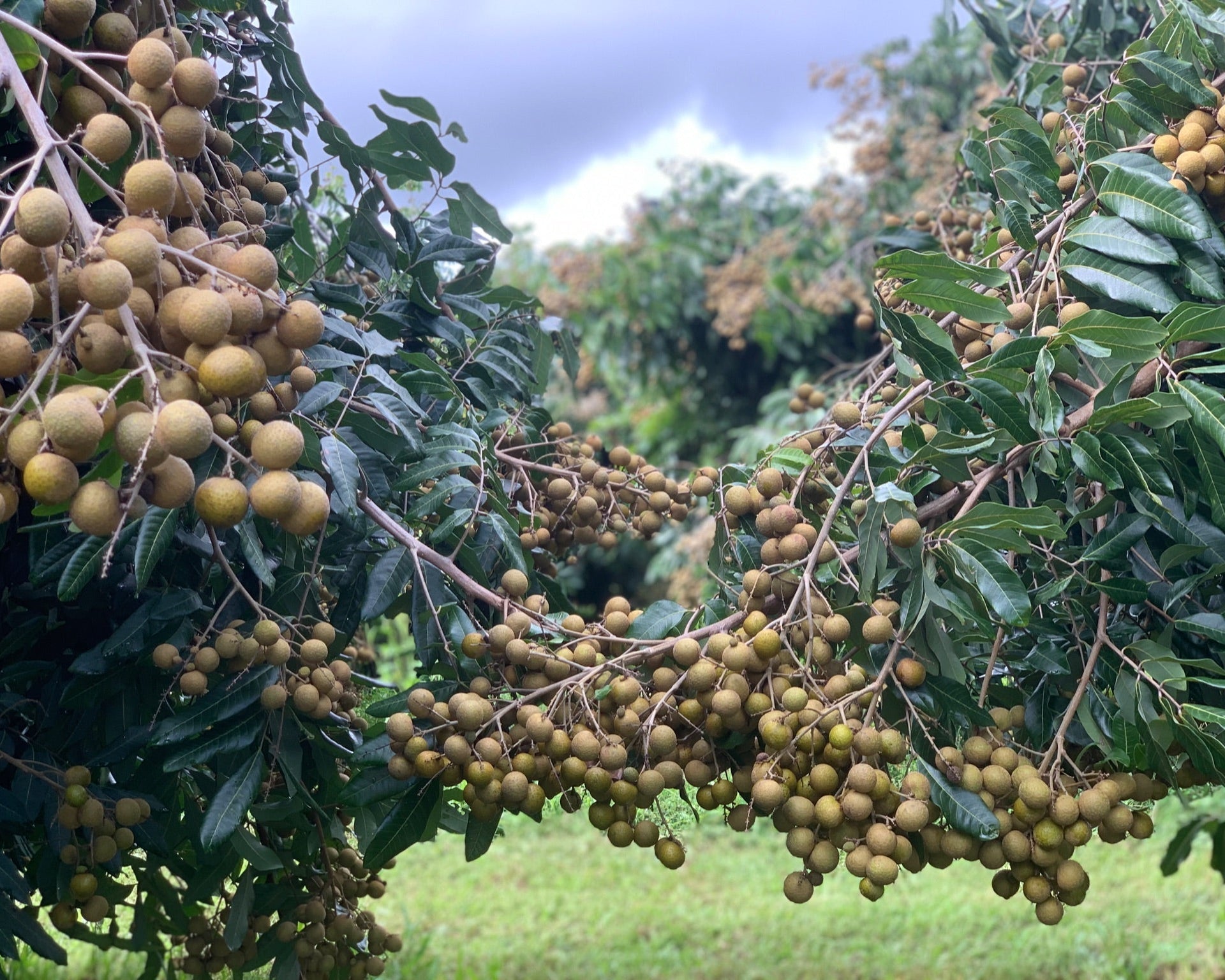 Fresh Hawaii Longan Fruit on Tree