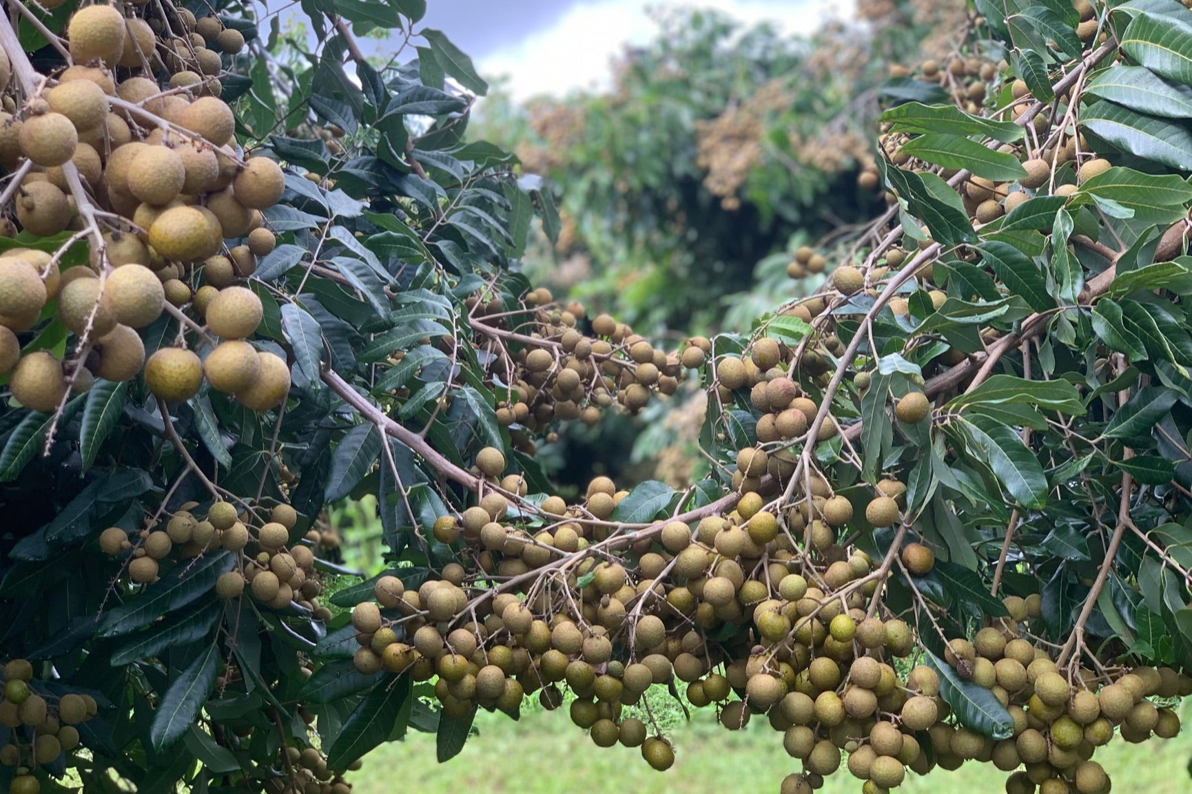 Ripe longan fruits on a tree branch with green leaves.