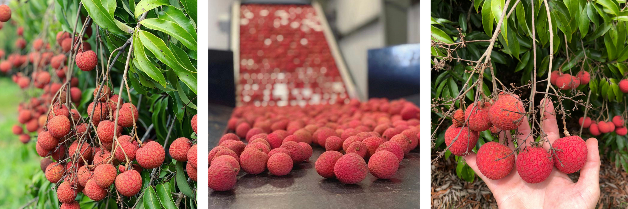 Three images of lychee fruit. Kaimana lychee from Hawaii on the tree, on the packing line and in hands to show the size of the fruit. Kaimana lychee from Hawaii are large, almost golf ball size with small pits.