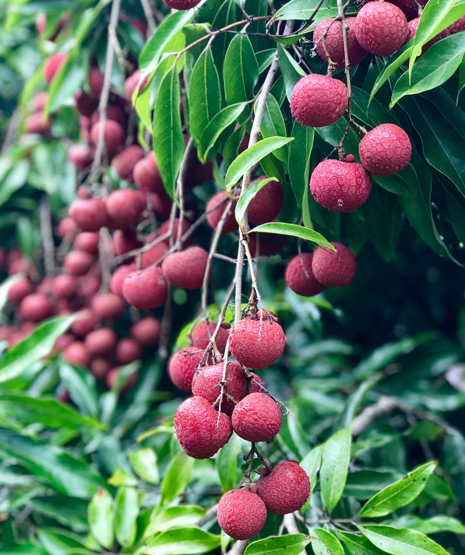 Fresh Big Island Kaimana Lychee on Branch