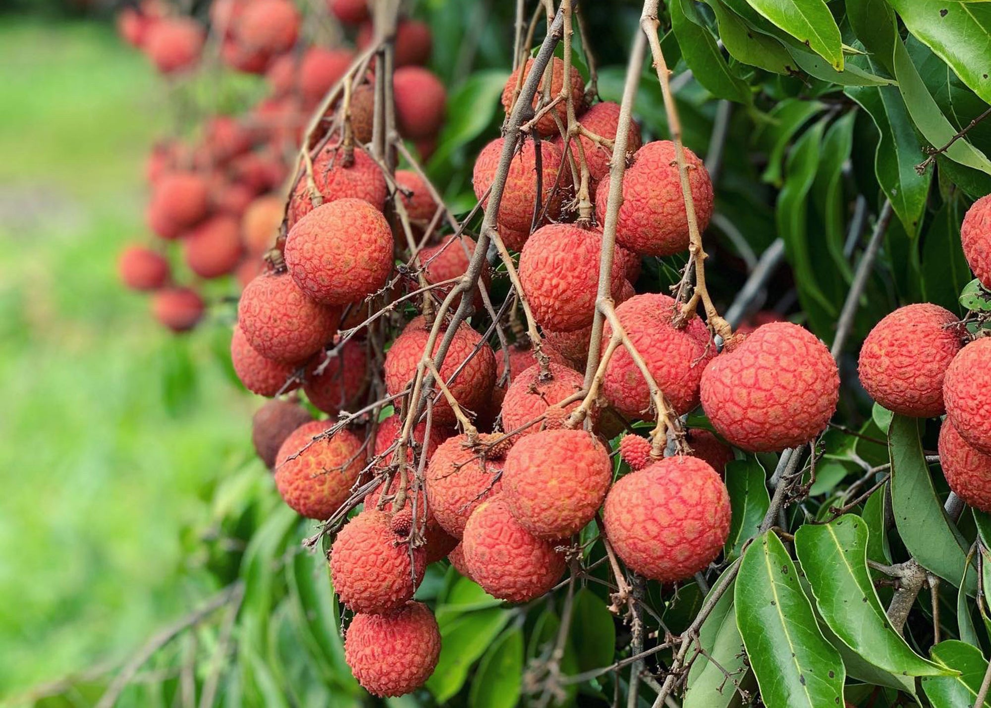 Fresh, ripe lychee fruit on branches of lychee tree. Kaimana lychee fruit from Hula Brothers.