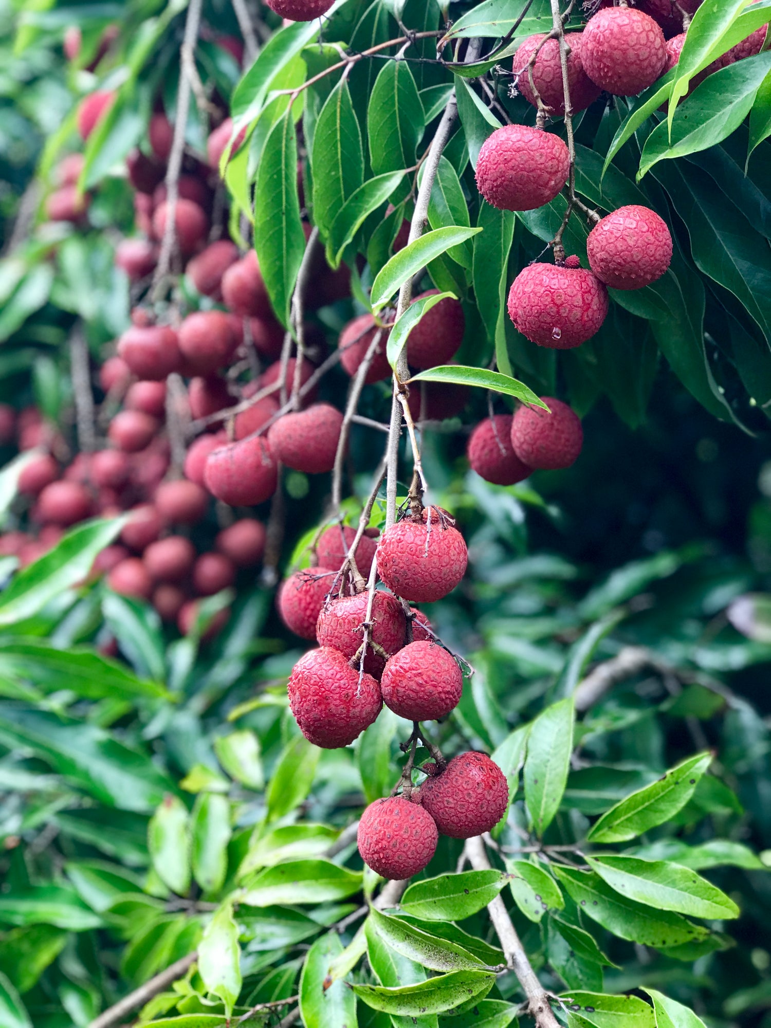 Fresh Big Island Kaimana Lychee on Branch