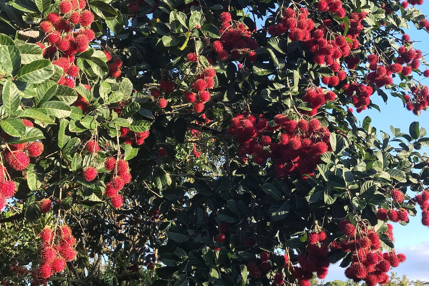 Fresh rambutan fruit on a tree at Hula Brother's orchard in Hawaii.