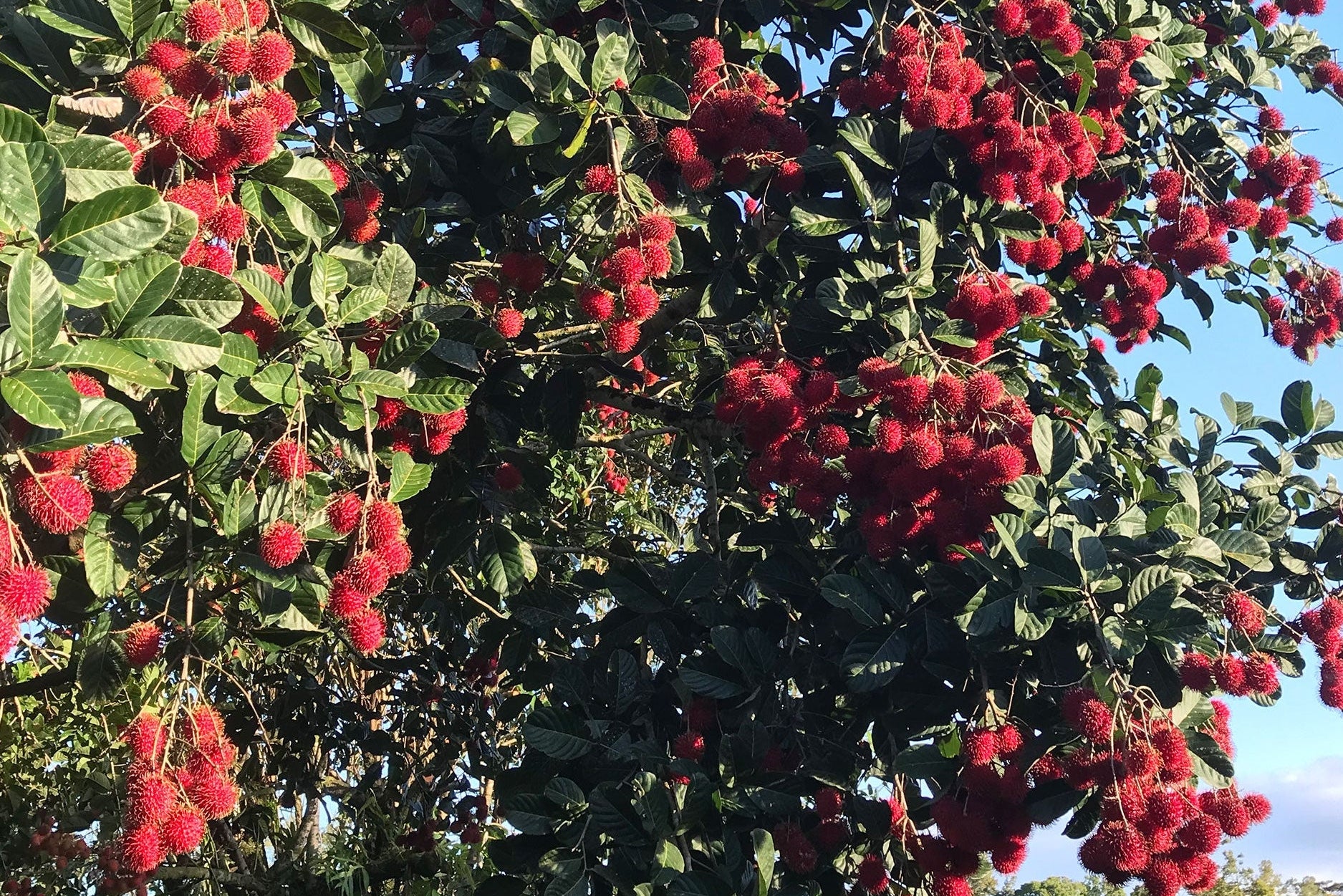 Fresh rambutan fruit on a tree at Hula Brother's orchard in Hawaii.
