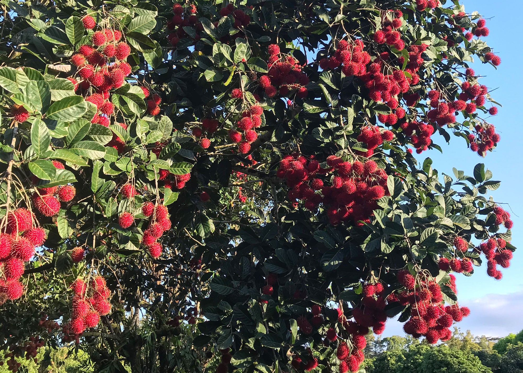 Fresh rambutan fruit on a tree at Hula Brother's orchard in Hawaii.