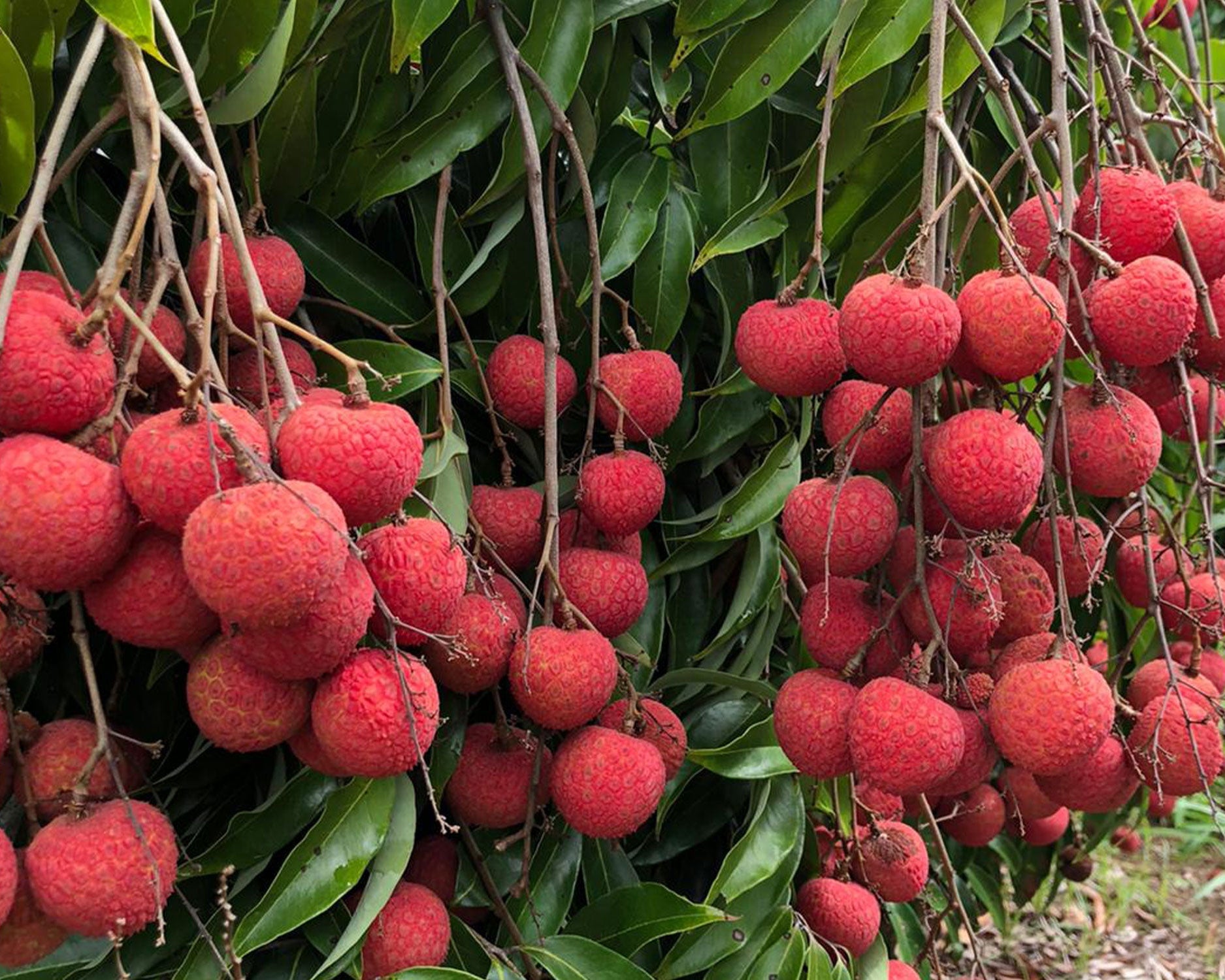 Branches with fresh kaimana lychee fruit at Hula Brother's orchard in Hawaii.