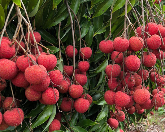 Branches with fresh kaimana lychee fruit at Hula Brother's orchard in Hawaii.