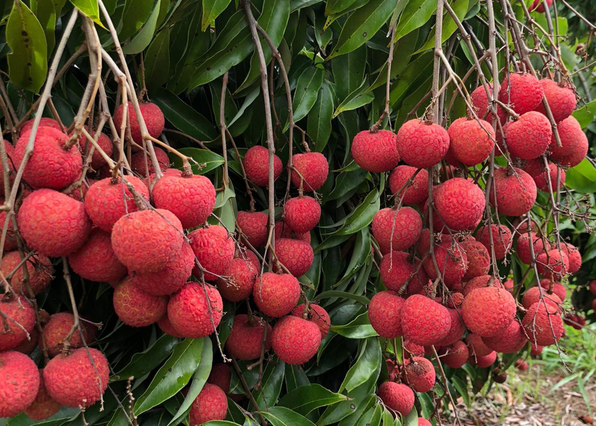 Branches with fresh kaimana lychee fruit at Hula Brother's orchard in Hawaii.