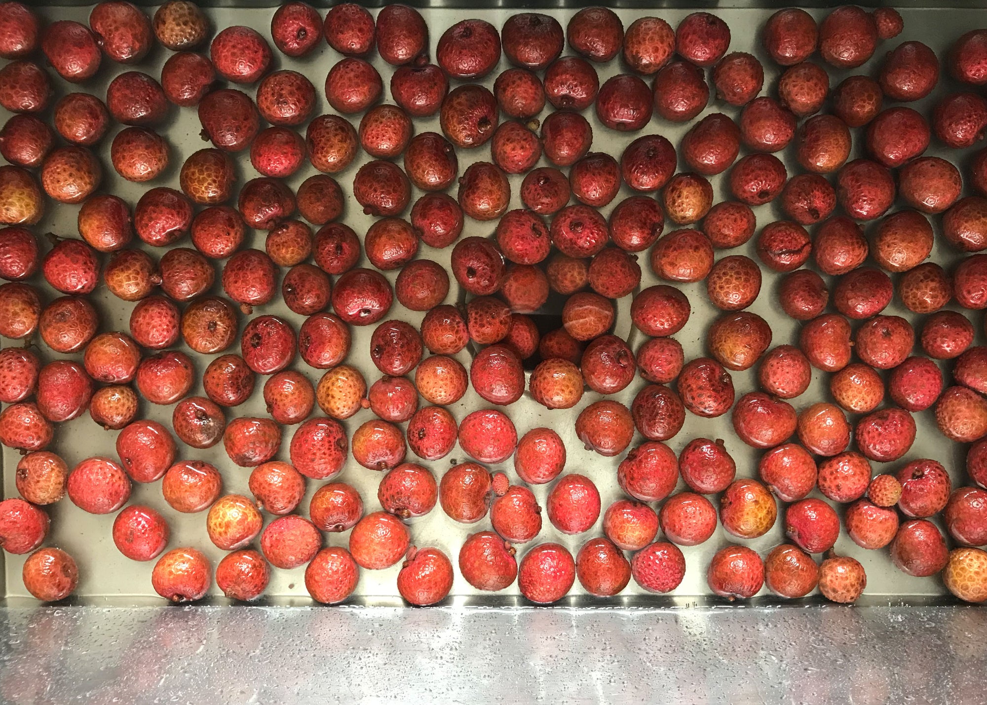 Lychee fruit in large sink, being rinsed with water after being delivered.